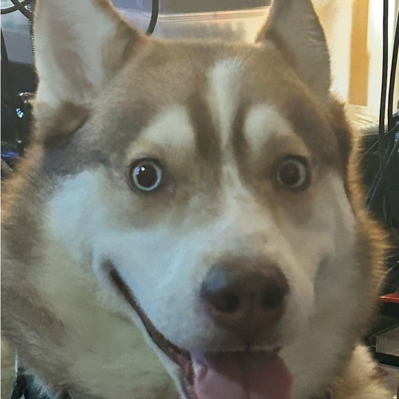 Meet your Posher, Dawn - Picture 5 of 10